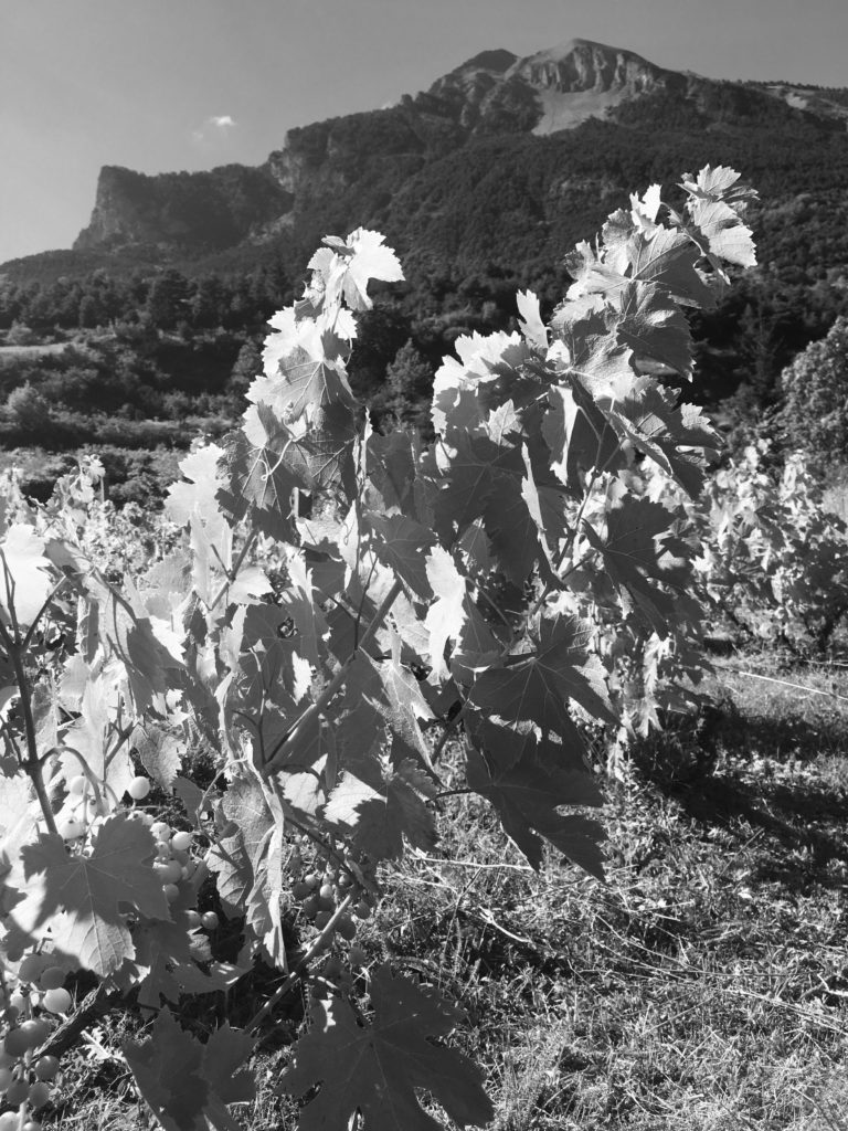 Vigne domaine les hauts lieux