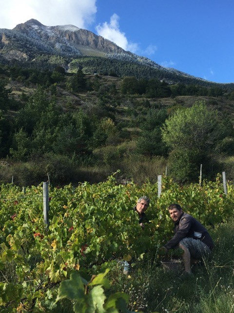 domaine martin joffrey vignes et montagne