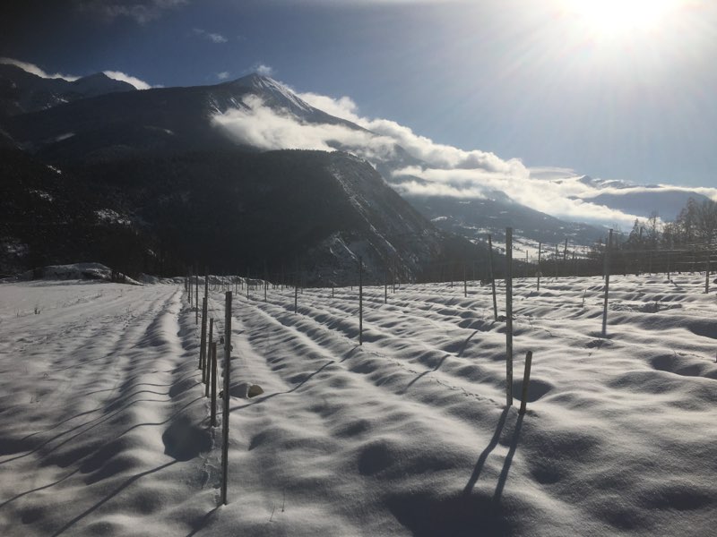 domaine martin joffrey vignes sous la neige