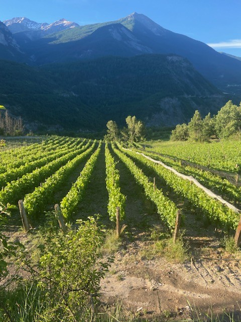 domaine martin joffrey vignes et montagne