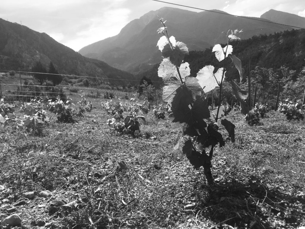 Vigne domaine les hauts lieux