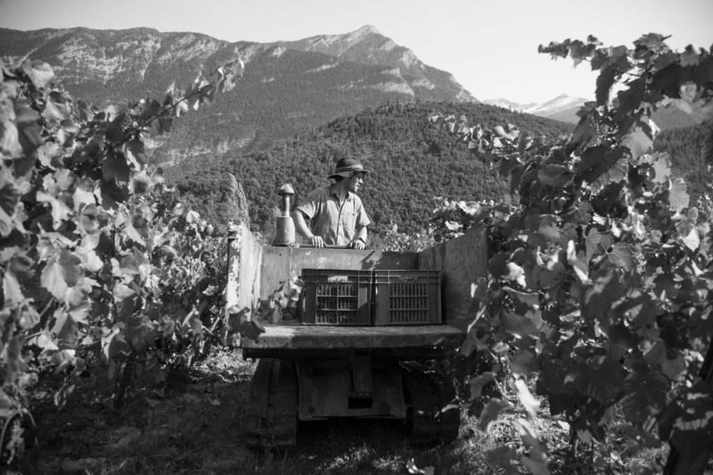 Vendanges domaine les hauts lieux