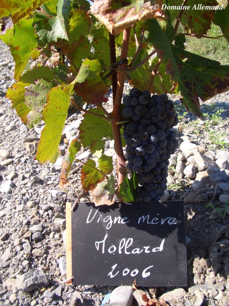 vigne mère mollard domaine allemand