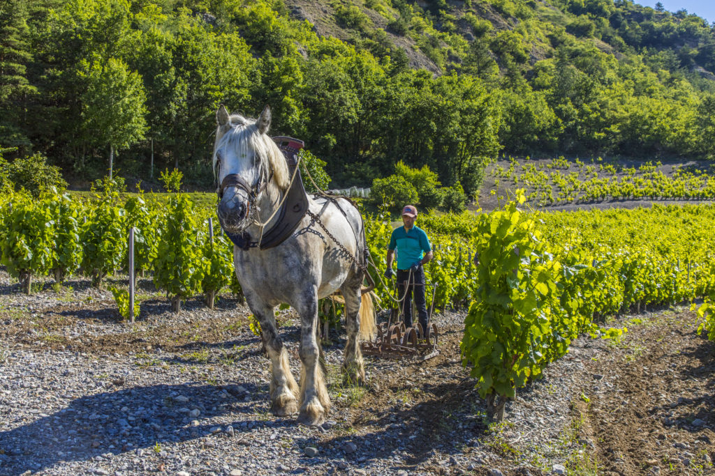 cheval pompon travail dans les vignes domaine allemand