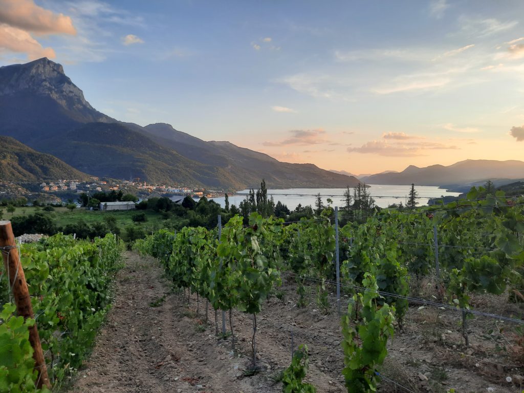 domaine du mont guillaume vignes vue sur le lac de serre ponçon