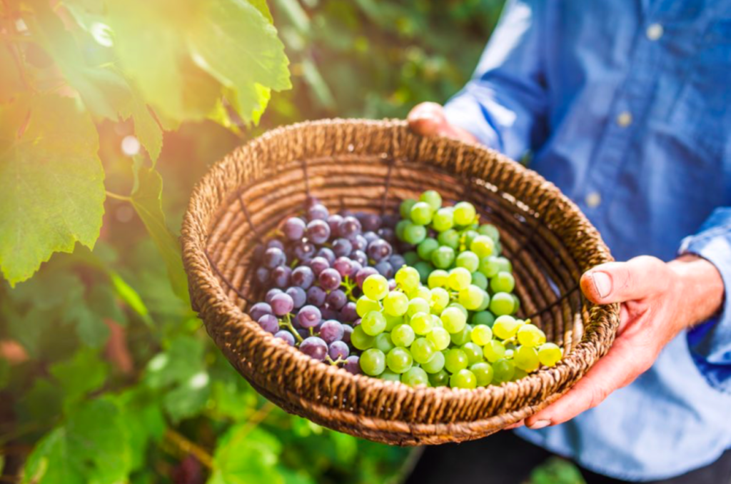 vendanges domaine allemand