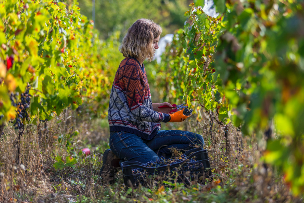 vendanges les raisins suspendus igp hautes alpes