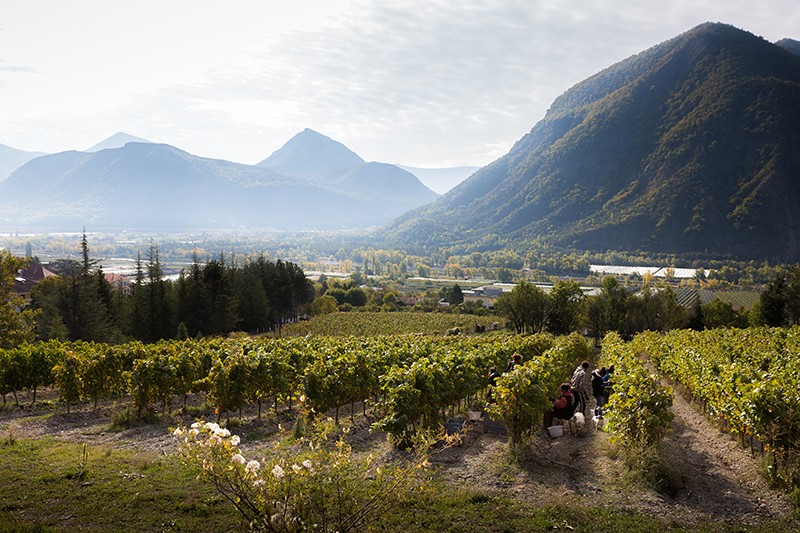 vendanges domaine du petit août