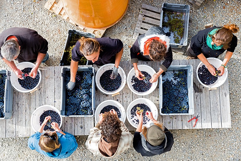 vendanges domaine du petit août