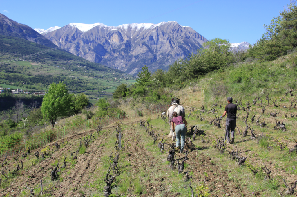 Travail du cheval les raisins suspendus