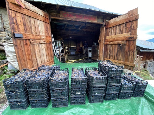 Vendanges Les Raisins Suspendus