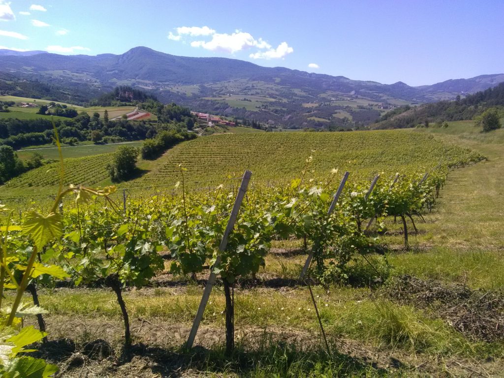 vignes cave des hautes vignes