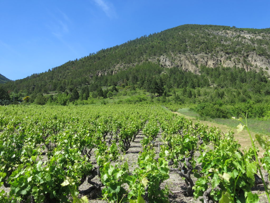 Domaine la clochère remollon demoiselles coiffées