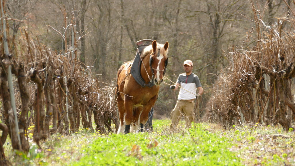 cheval dans les vignes du domaine Saint André