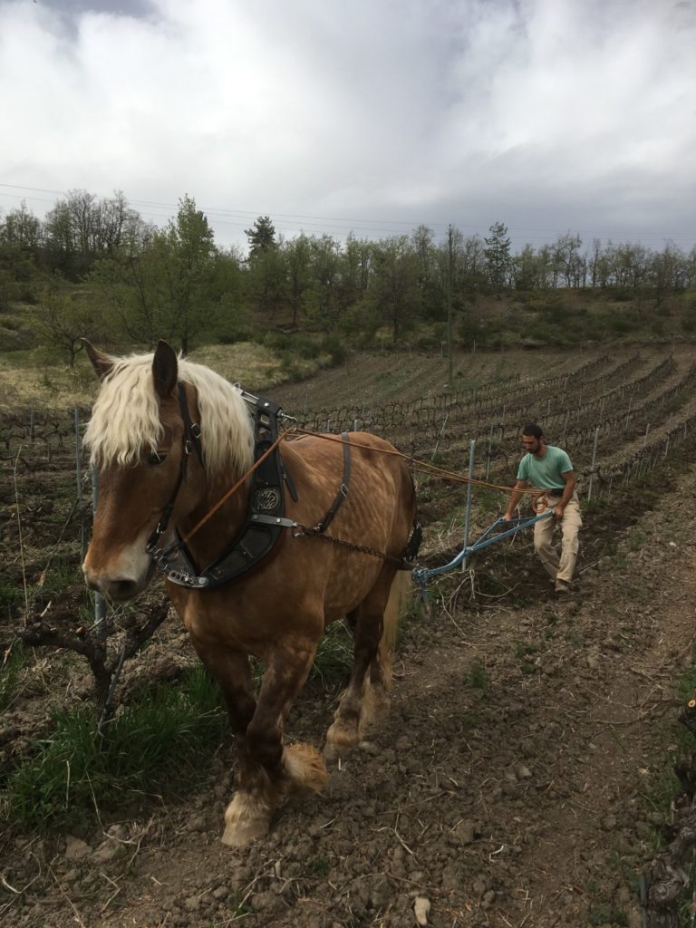 cheval dans les vignes du domaine Saint André