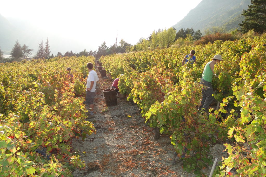 vendanges remollon domaine de la clochère