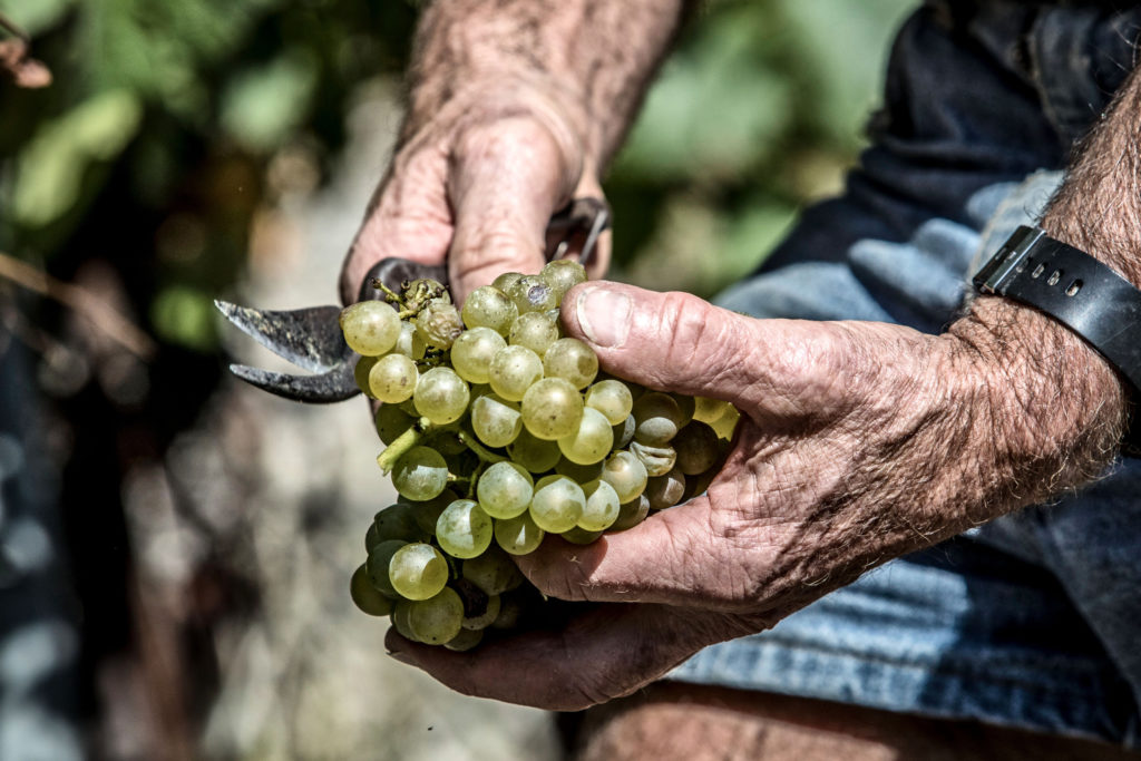 Cave des Hautes Vignes vendanges raisin blanc