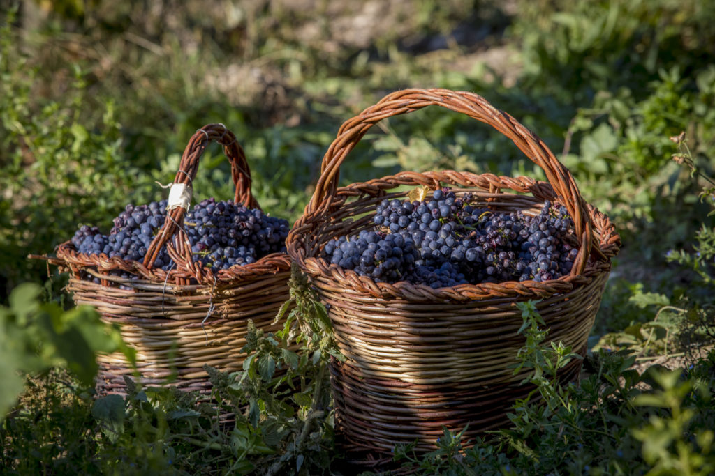 vendanges domaine martin joffrey vins igp hautes-alpes