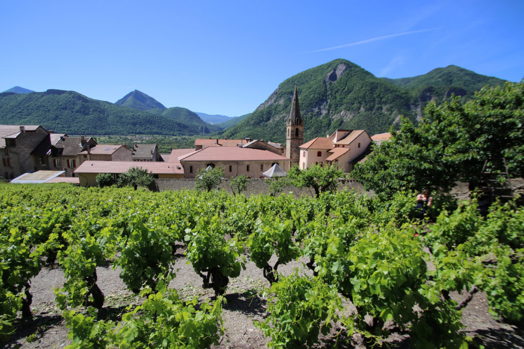 Vignes à remollon domaine la clochère igp hautes-alpes