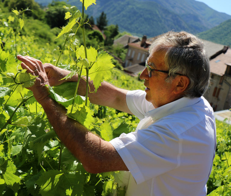 domaine de la clochère vignes de remollon