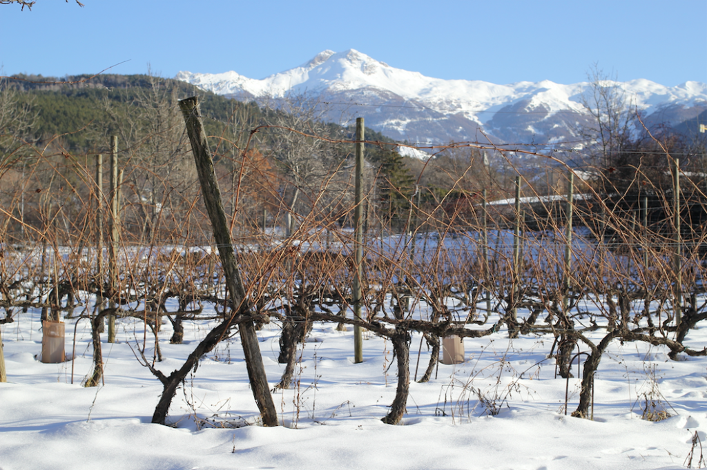 neige vignoble hauts alpes les raisins suspendus