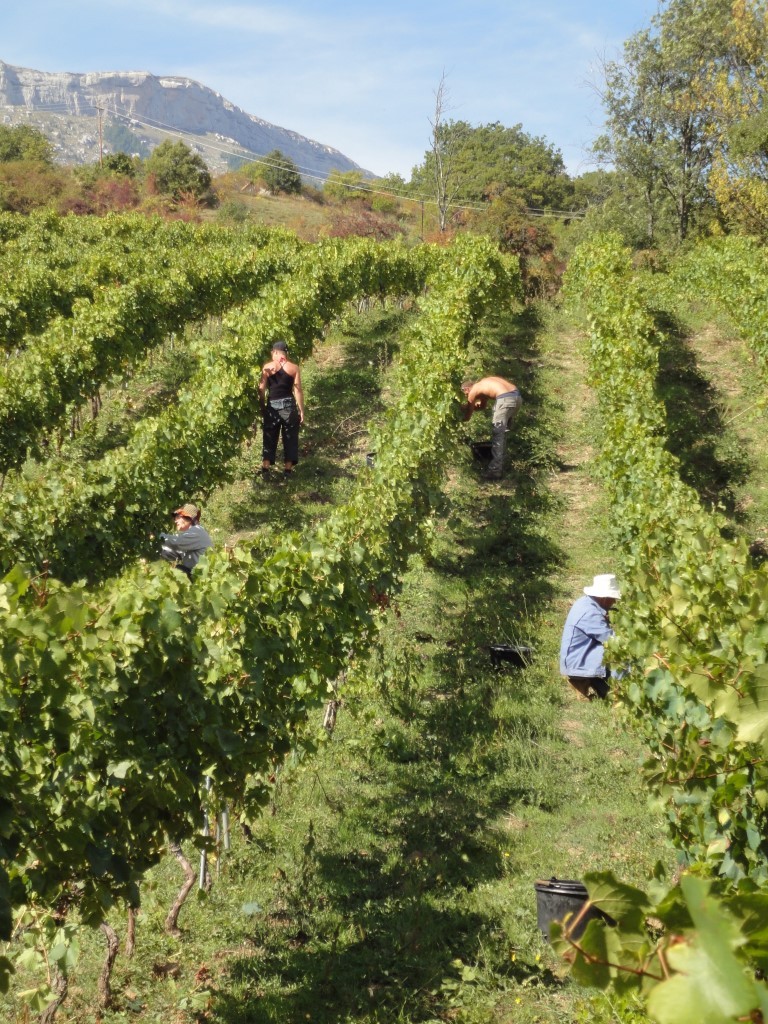 Vendanges au Domaine Saint André