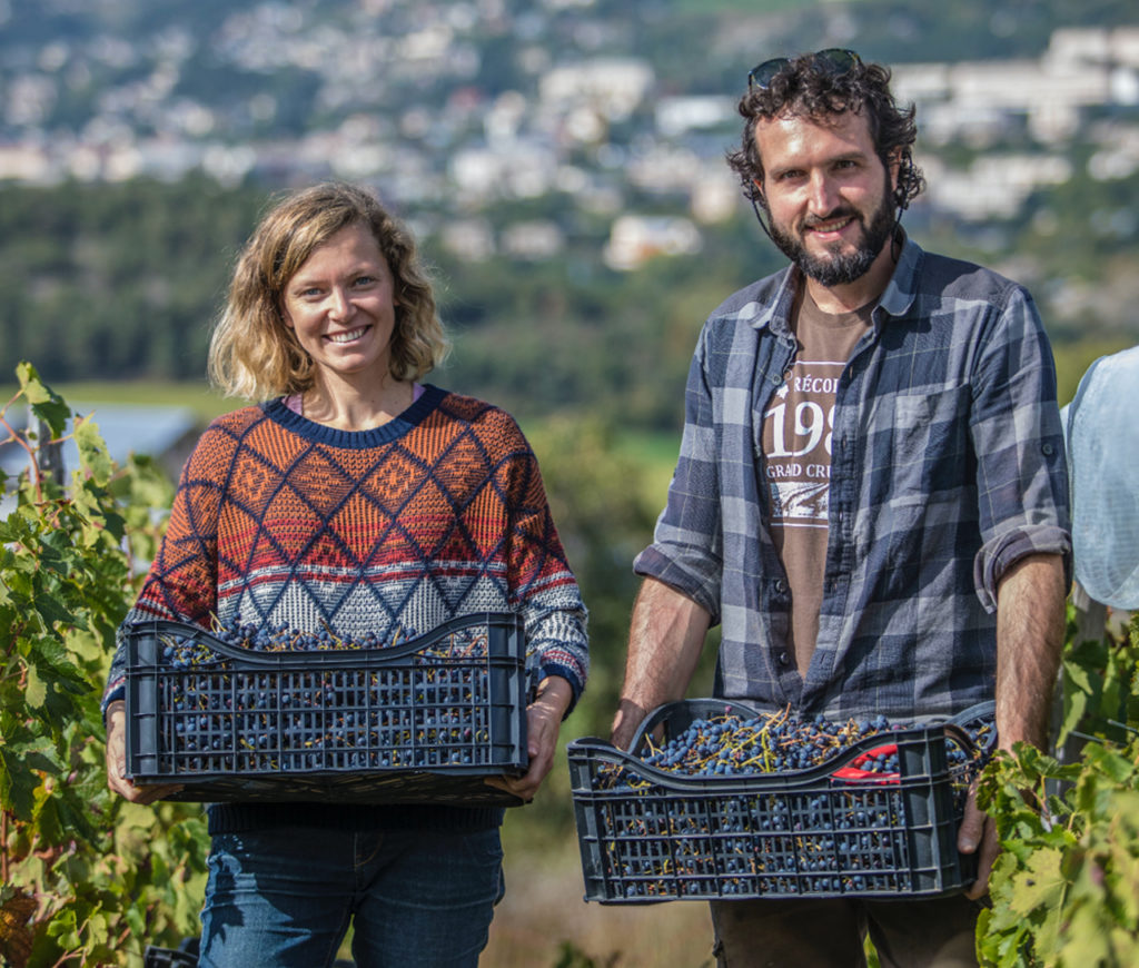 vendanges les raisins suspendus